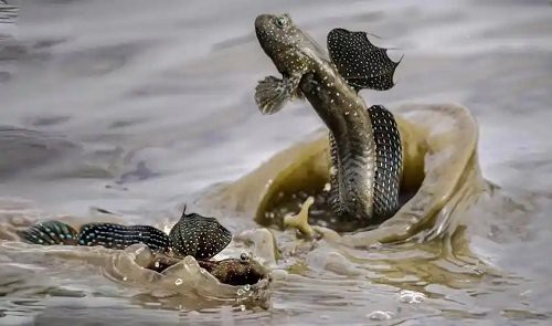 彈涂魚可以用淡水養嗎|彈涂魚不能用純淡水直接養殖它屬于淺海近岸魚類 彈涂魚可以用淡水養嗎|彈涂魚不能用純淡水直接養殖它屬于淺海近岸魚類 龍魚論壇 第5張