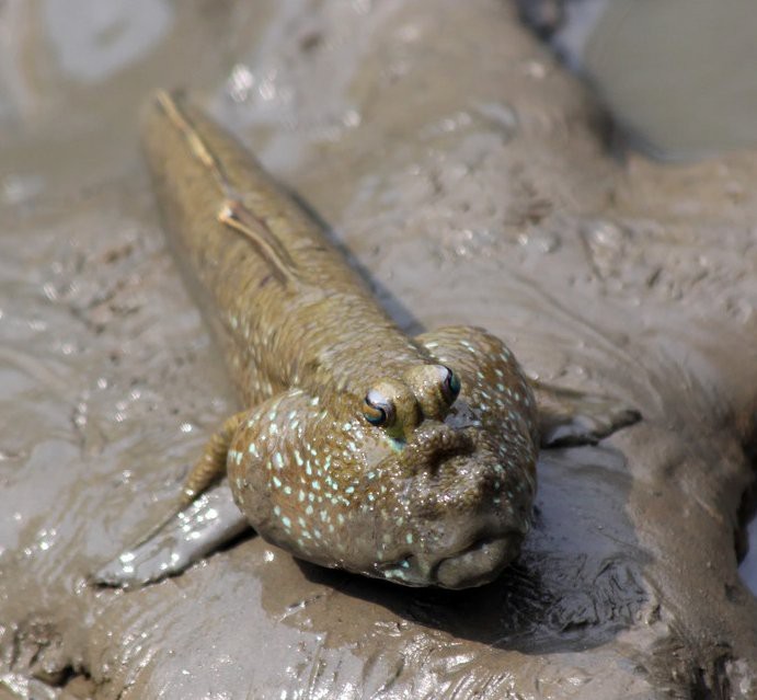 彈涂魚可以用淡水養嗎|彈涂魚不能用純淡水直接養殖它屬于淺海近岸魚類 彈涂魚可以用淡水養嗎|彈涂魚不能用純淡水直接養殖它屬于淺海近岸魚類 龍魚論壇 第4張