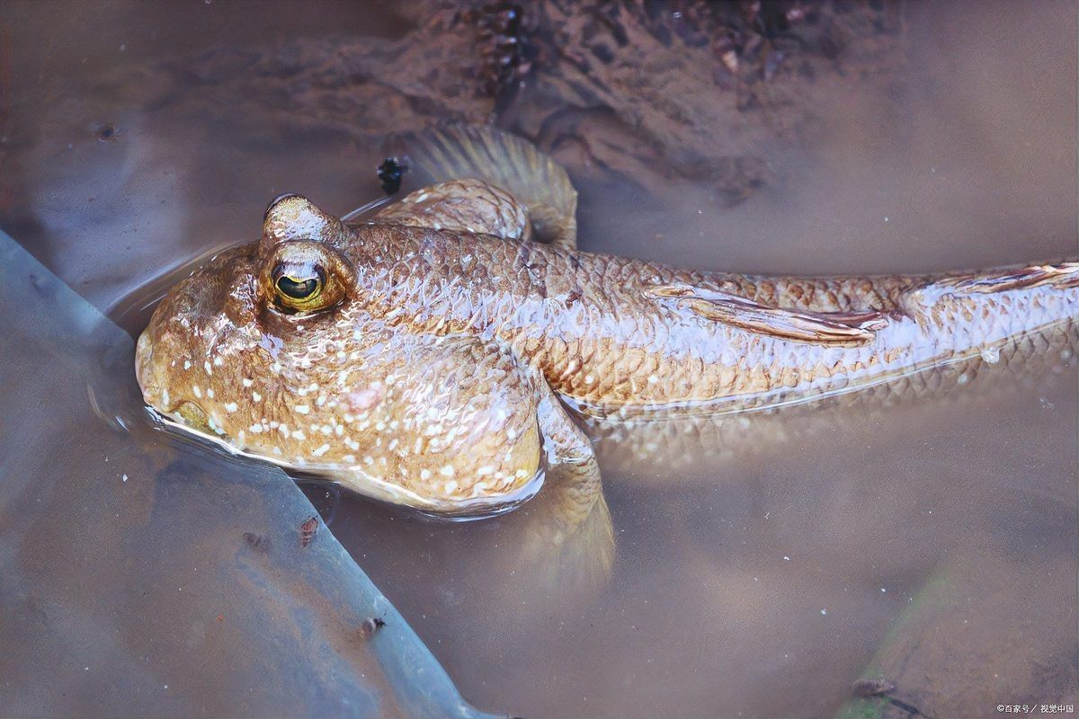 彈涂魚可以用淡水養嗎|彈涂魚不能用純淡水直接養殖它屬于淺海近岸魚類 彈涂魚可以用淡水養嗎|彈涂魚不能用純淡水直接養殖它屬于淺海近岸魚類 龍魚論壇 第7張