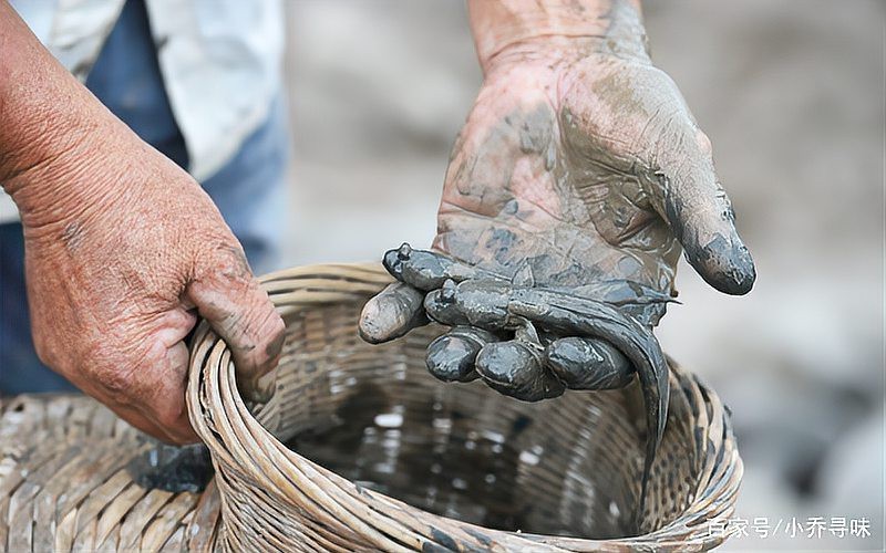 彈涂魚可以用淡水養嗎|彈涂魚不能用純淡水直接養殖它屬于淺海近岸魚類 彈涂魚可以用淡水養嗎|彈涂魚不能用純淡水直接養殖它屬于淺海近岸魚類 龍魚論壇 第10張
