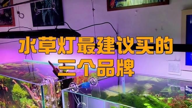 哪個品牌的水草燈最好|關于“哪個品牌的水草燈最好”的摘要