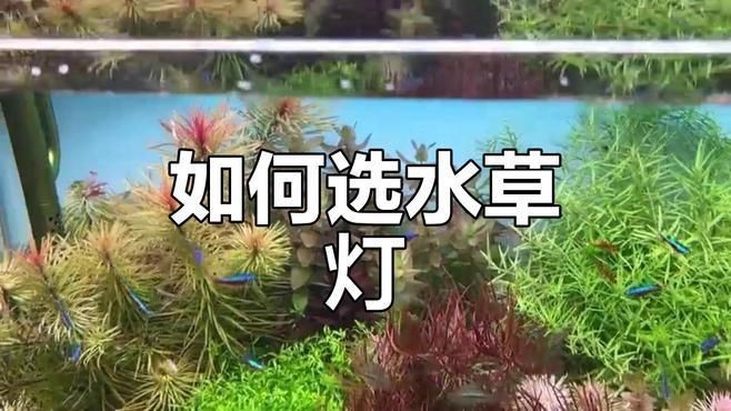 哪個品牌的水草燈最好|關于“哪個品牌的水草燈最好”的摘要