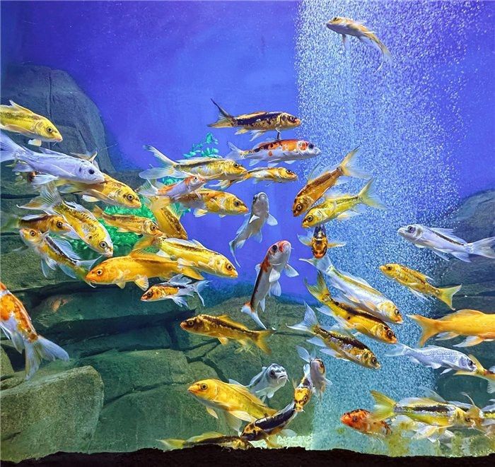 雅安水族店|雅安市雨城區(qū)七秒水族館愛(ài)企查查雅安市雨城區(qū)可麗愛(ài)水族館