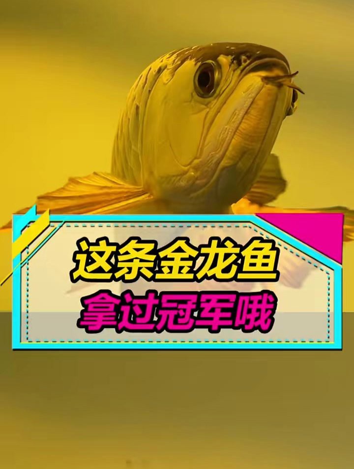 金龍魚冠軍血統的價格是多少？|金龍魚冠軍血統有哪些知名品種金龍魚冠軍血統有哪些