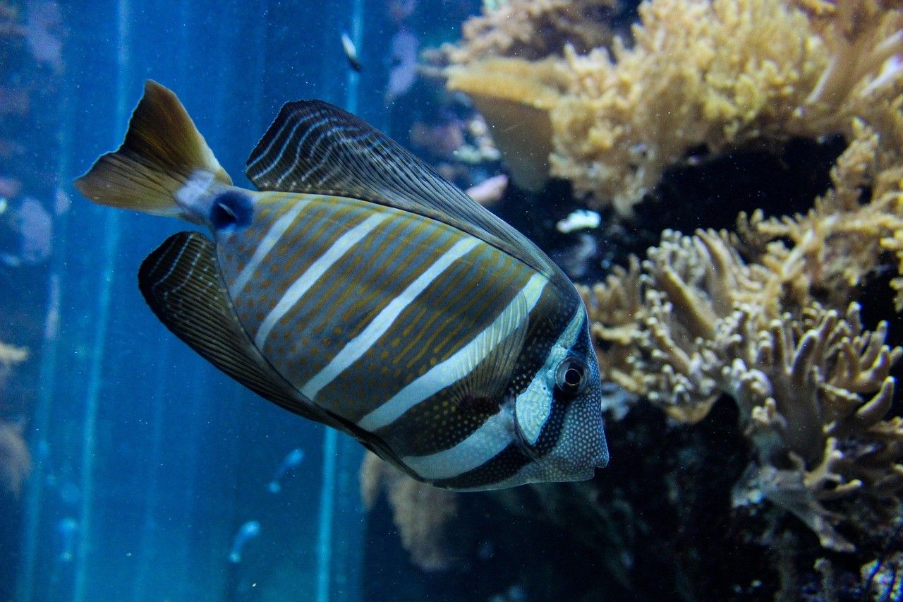 海晏水族店|關于“海晏水族店”的300-400字