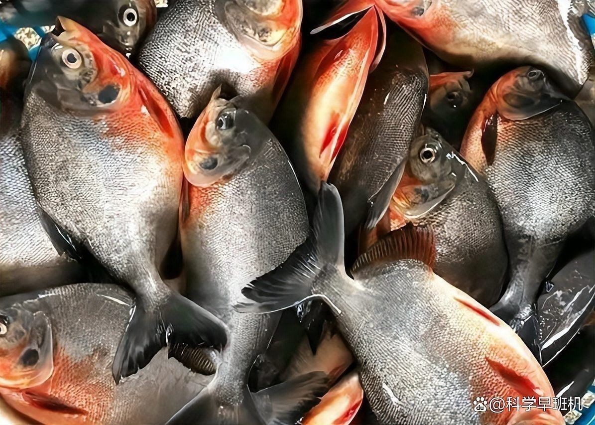 紅鯧魚為何要少吃一點|養(yǎng)殖紅鯧魚的注意事項