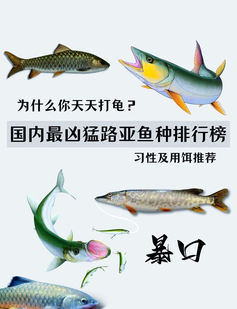 中國十大猛魚排名|中國十大兇猛淡水魚排行榜