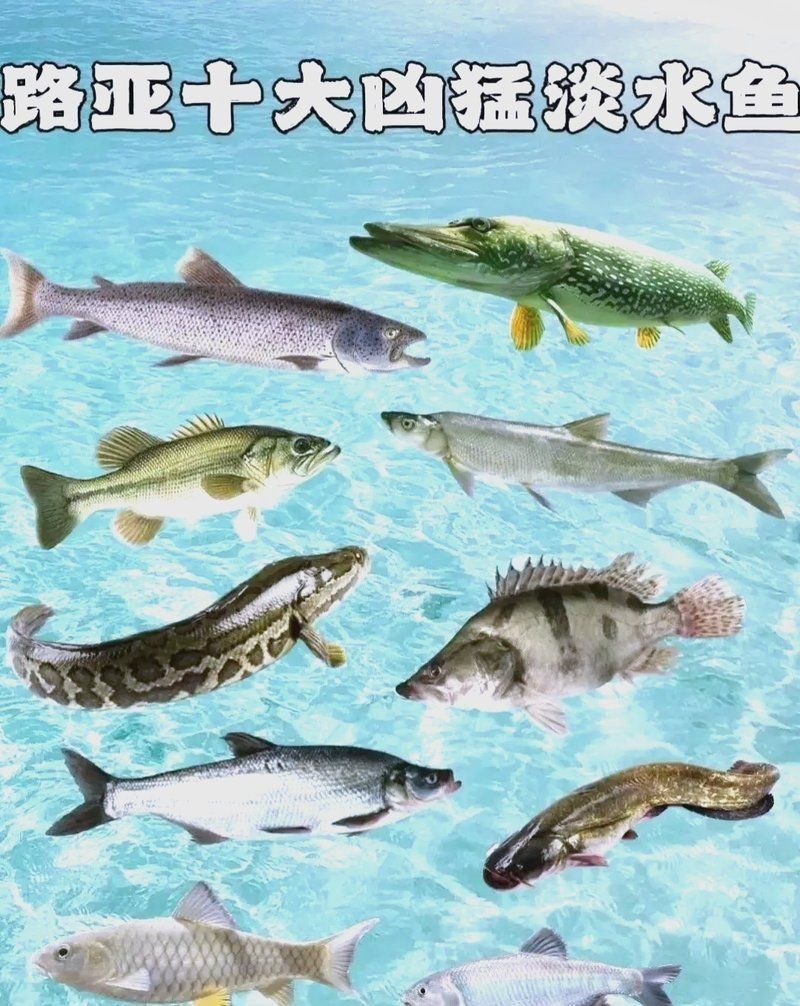 中國十大猛魚排名|中國十大兇猛淡水魚排行榜