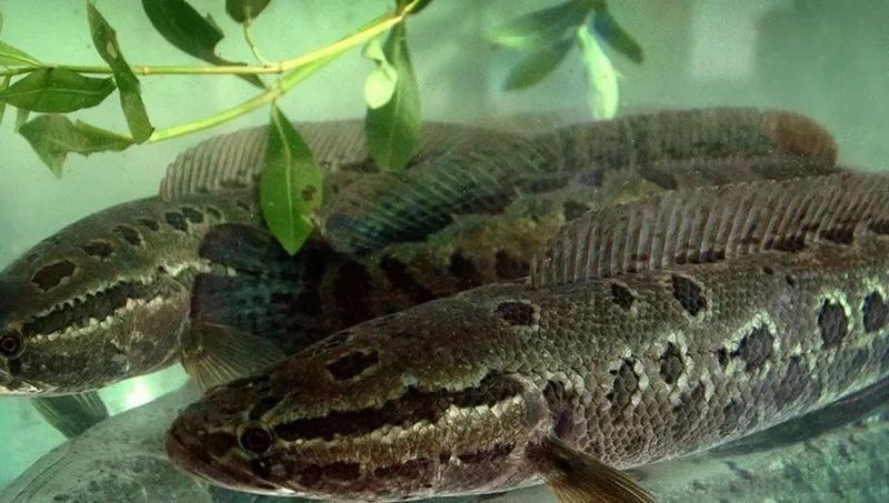 中國十大猛魚排名|中國十大兇猛淡水魚排行榜