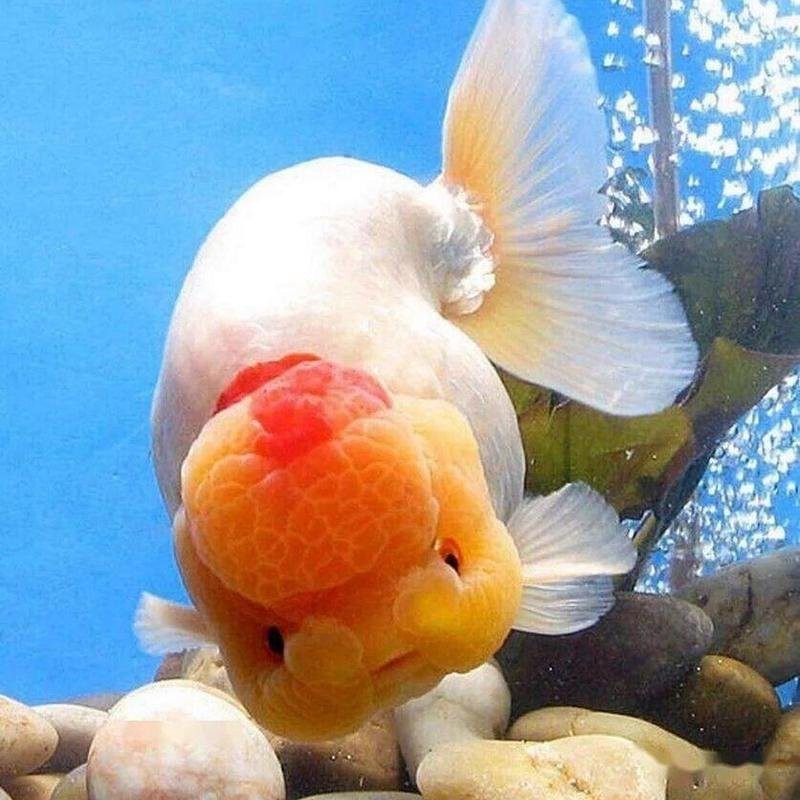 金魚的頭部為什么凸的呢？|金魚頭部凸起是什么？
