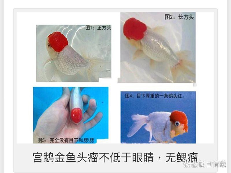 金魚的頭部為什么凸的呢？|金魚頭部凸起是什么？