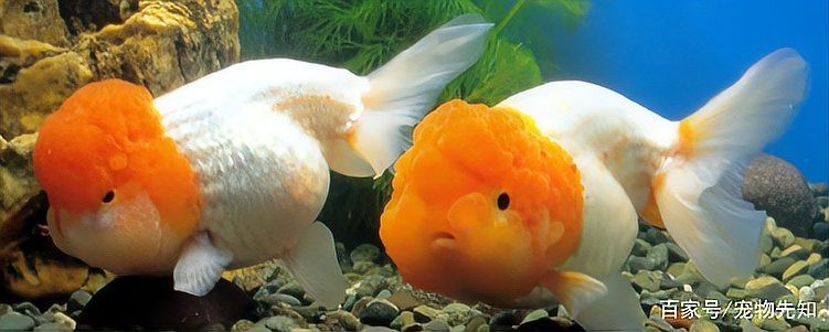 金魚的頭部為什么凸的呢？|金魚頭部凸起是什么？