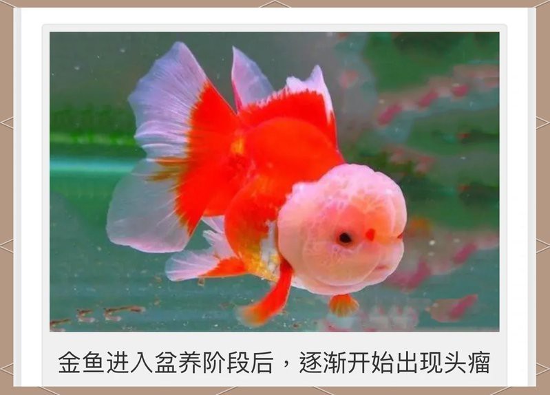 金魚的頭部為什么凸的呢？|金魚頭部凸起是什么？
