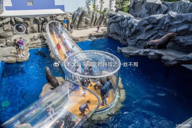 曲麻萊水族店|曲麻萊縣有哪些水族店