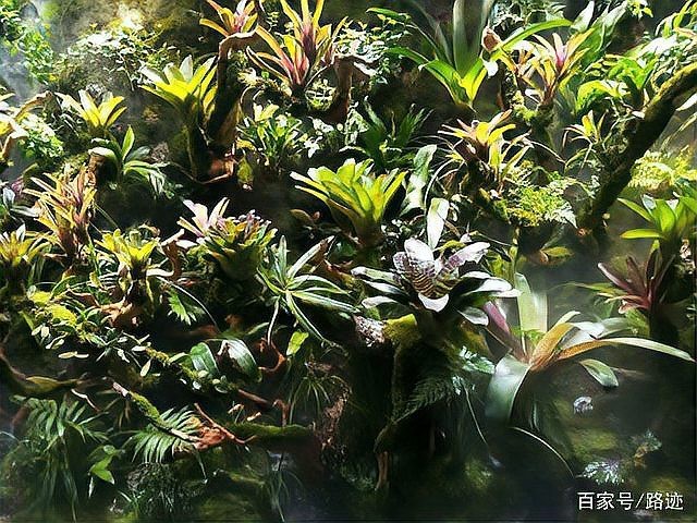 青海水族店|西寧海湖萬達這家水景生態館不賣“魚缸”賣景觀路跡