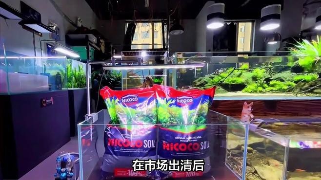 青海水族店|西寧海湖萬達這家水景生態館不賣“魚缸”賣景觀路跡