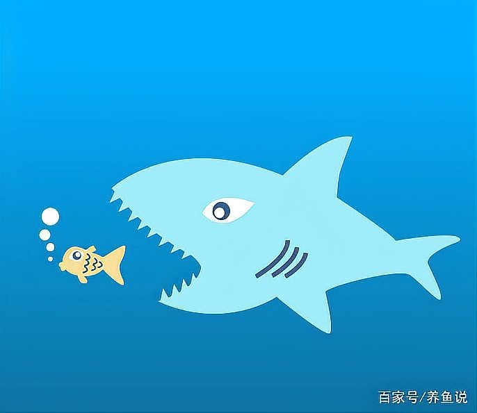 十大最佳混養熱帶魚|十大最佳混養共舞
