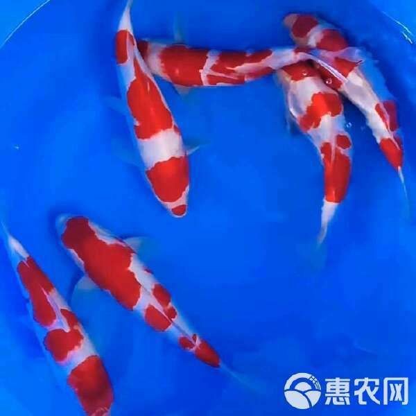 紅白錦鯉多少錢一條|如何挑選高品質(zhì)的紅白錦鯉