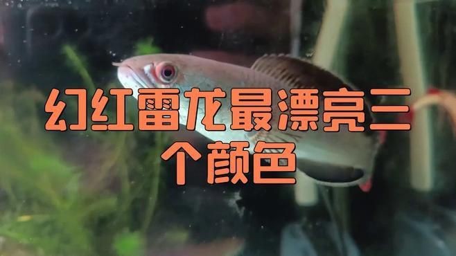 雷龍魚哪個顏色最漂亮|《雷龍魚哪個顏色最漂亮》