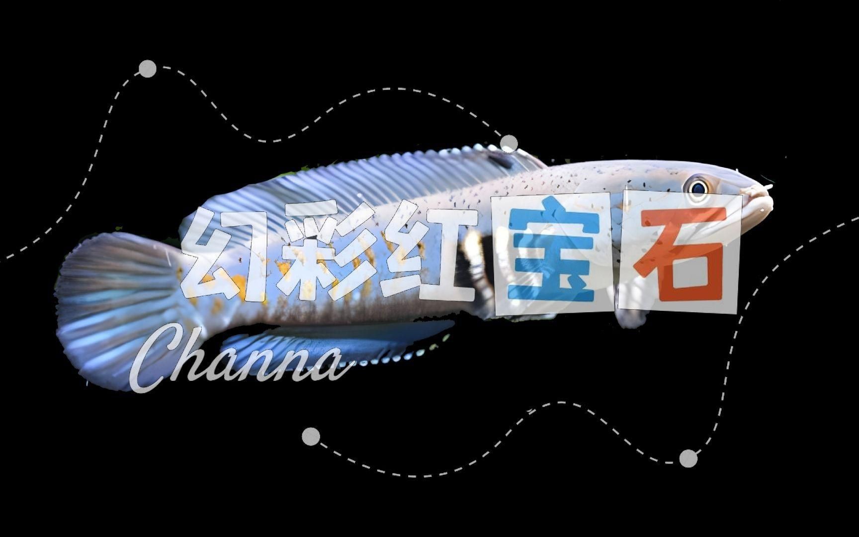 雷龍魚哪個顏色最漂亮|《雷龍魚哪個顏色最漂亮》