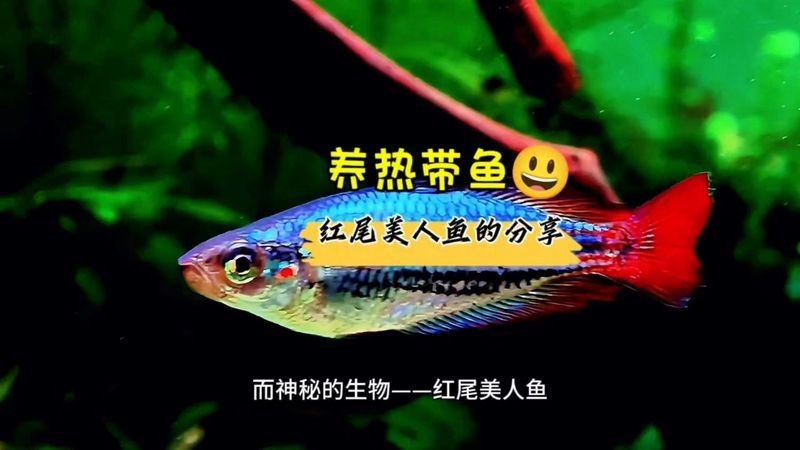 紅尾美人魚最忌三種東西|關于紅尾美人魚的飼養禁忌