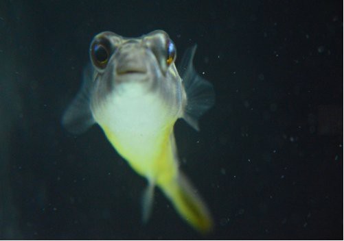 十大最強狗頭魚排名|十大最強狗頭魚排名第六,【皇冠狗頭魚排名第一