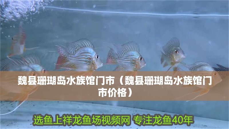 魏都龍魚(yú)店|許昌魏都龍魚(yú)店
