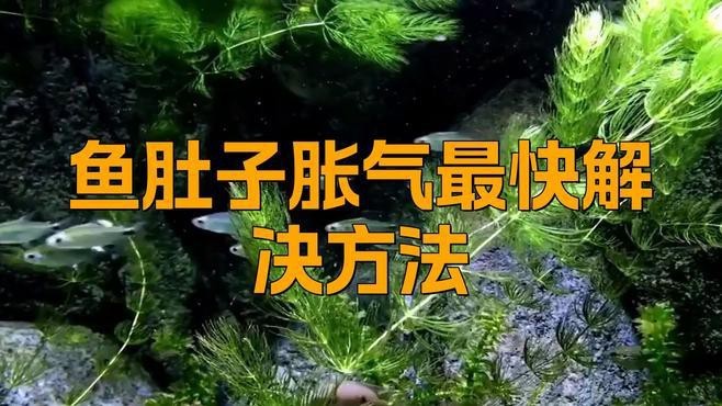 龍魚腹水和漲肚有什么區別？|腹水與漲肚的區別