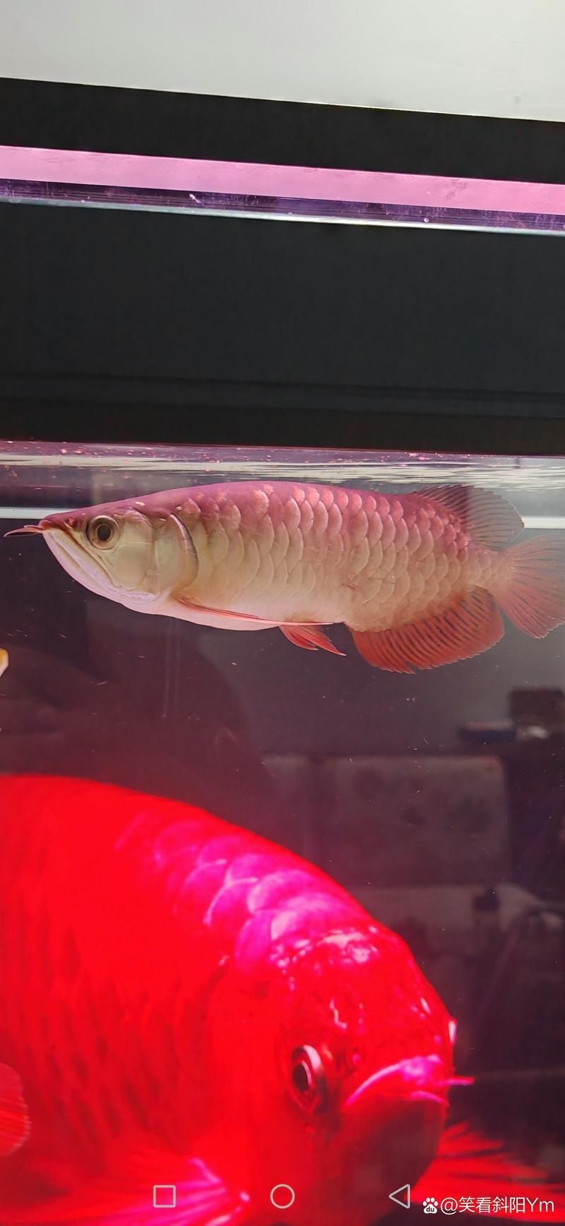 紅龍與號半的區別圖|“紅龍與號半的區別圖”主要聚焦于兩種觀賞魚的特征