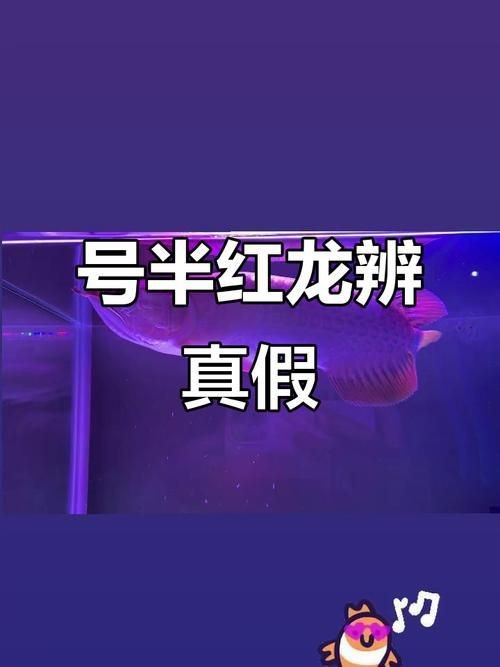 紅龍與號半的區別圖|“紅龍與號半的區別圖”主要聚焦于兩種觀賞魚的特征