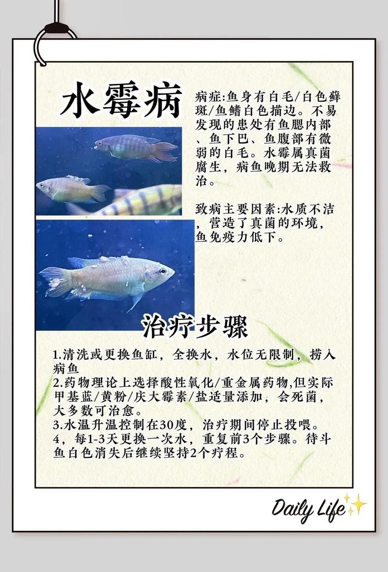 魚得水霉病圖片|喵小蚊說三農,觀賞魚水霉病的前期征兆會是什么樣