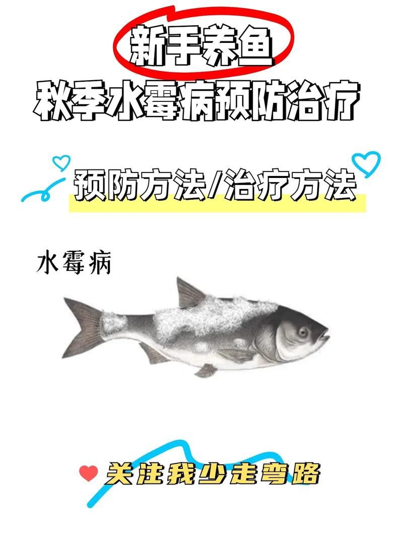 魚得水霉病圖片|喵小蚊說三農,觀賞魚水霉病的前期征兆會是什么樣