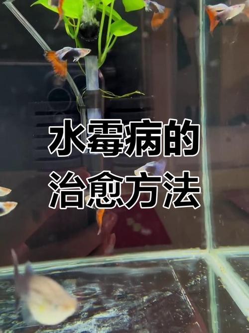 魚得水霉病圖片|喵小蚊說三農,觀賞魚水霉病的前期征兆會是什么樣
