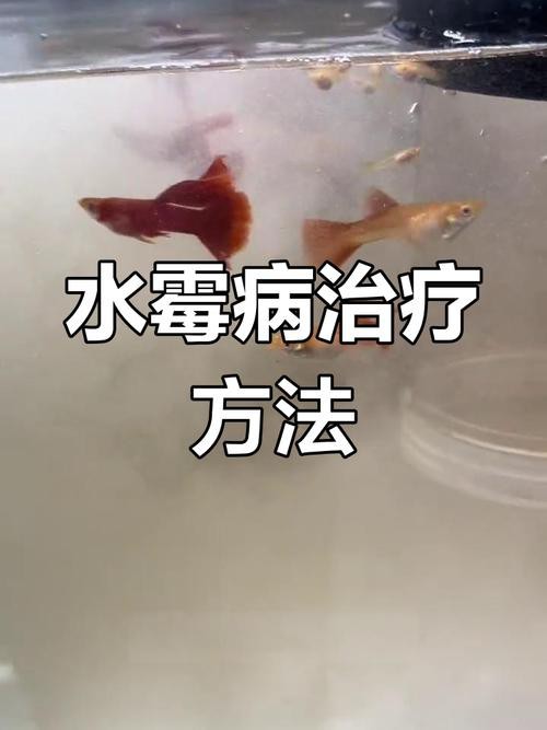 魚得水霉病圖片|喵小蚊說三農,觀賞魚水霉病的前期征兆會是什么樣