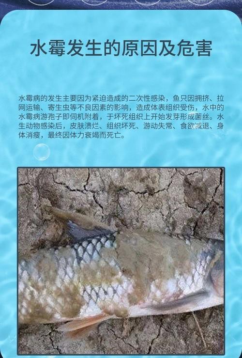 魚得水霉病圖片|喵小蚊說三農,觀賞魚水霉病的前期征兆會是什么樣