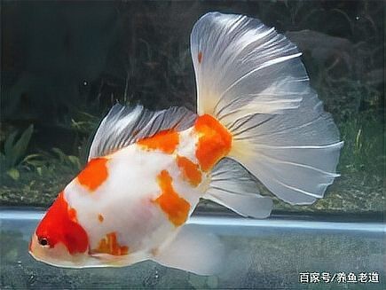 魚得水霉病圖片|喵小蚊說三農,觀賞魚水霉病的前期征兆會是什么樣