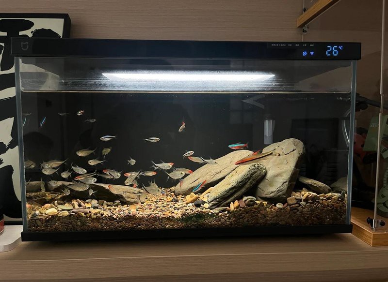 鎮(zhèn)坪水族店|鎮(zhèn)坪縣還有其他水族店嗎