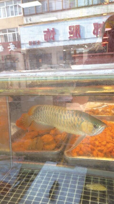 棲霞龍魚店|棲霞有龍魚店嗎