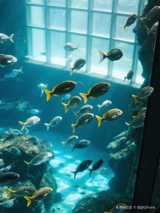 金溪水族店|北京金溪水族店 金溪水族店|北京金溪水族店 全國(guó)水族館企業(yè)名錄 第4張