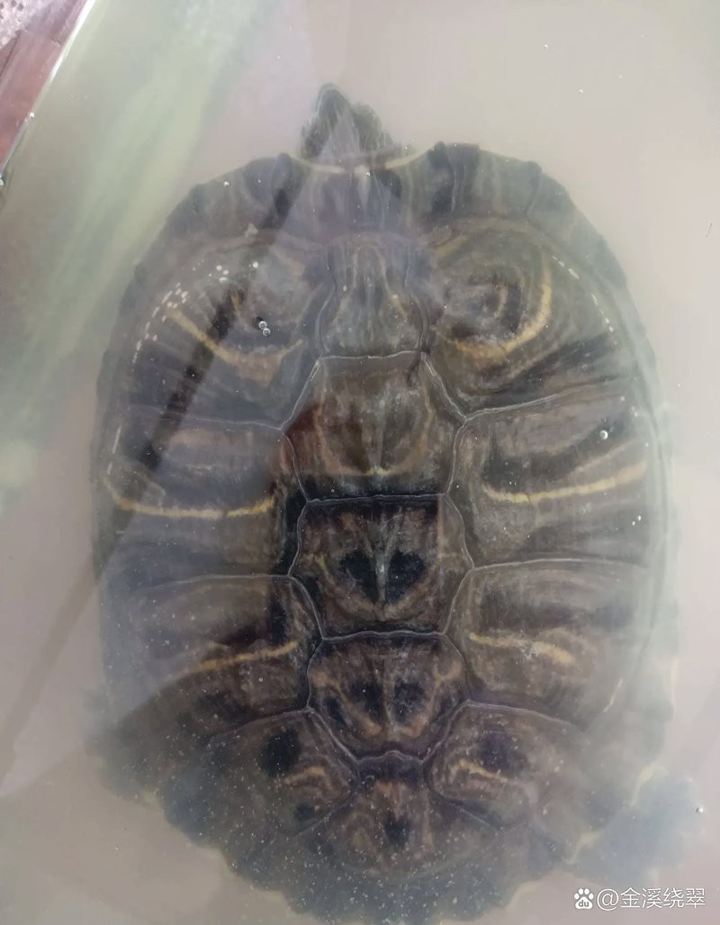 金溪水族店|北京金溪水族店 金溪水族店|北京金溪水族店 全國(guó)水族館企業(yè)名錄 第3張
