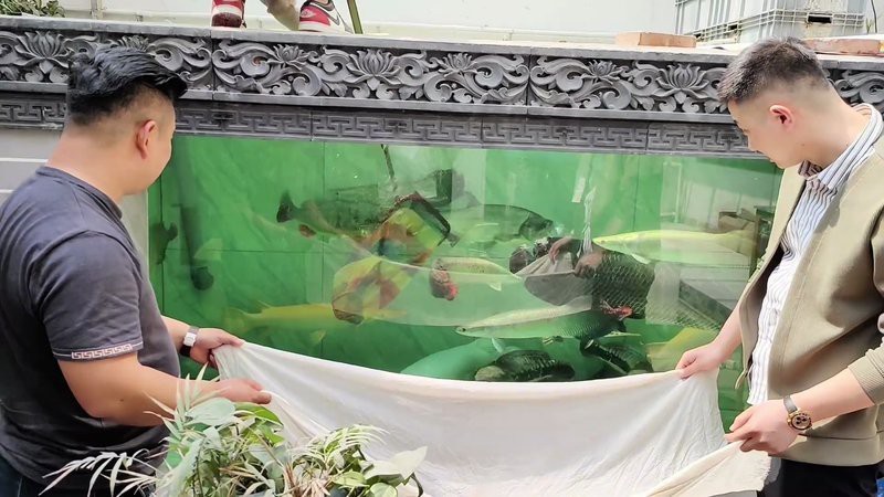 帝王魚VS巨骨舌魚|巨骨舌魚與人類有多重關聯：巨骨舌魚與人類有多重關聯