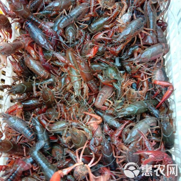 青龍蝦多少錢一斤|2019年8月青龍蝦價格走勢分析