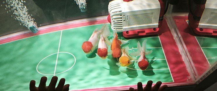 營山水族店|南充營山縣夢貝爾水族館天眼查營山縣夢貝爾水族館怎么樣