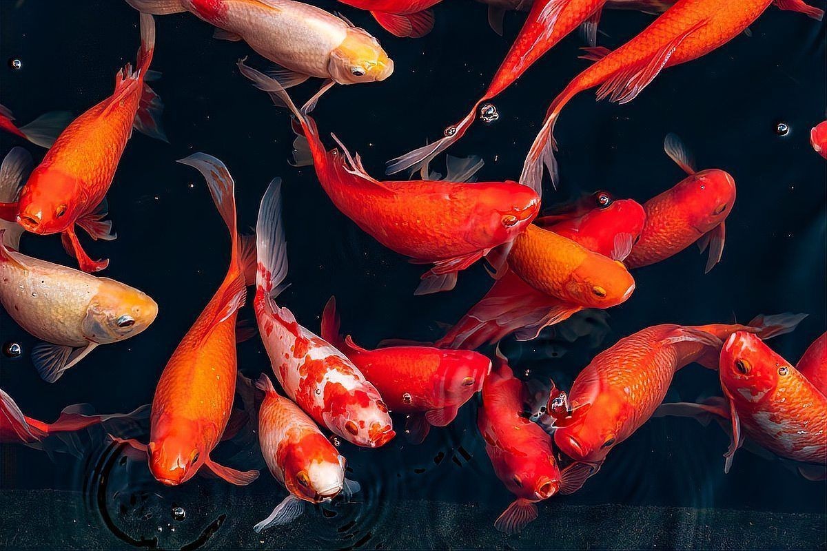 錦鯉是鯽魚(yú)還是鯉魚(yú)|《錦鯉是鯽魚(yú)還是鯉魚(yú)》錦鯉與鯽魚(yú)錦鯉的區(qū)別有哪些