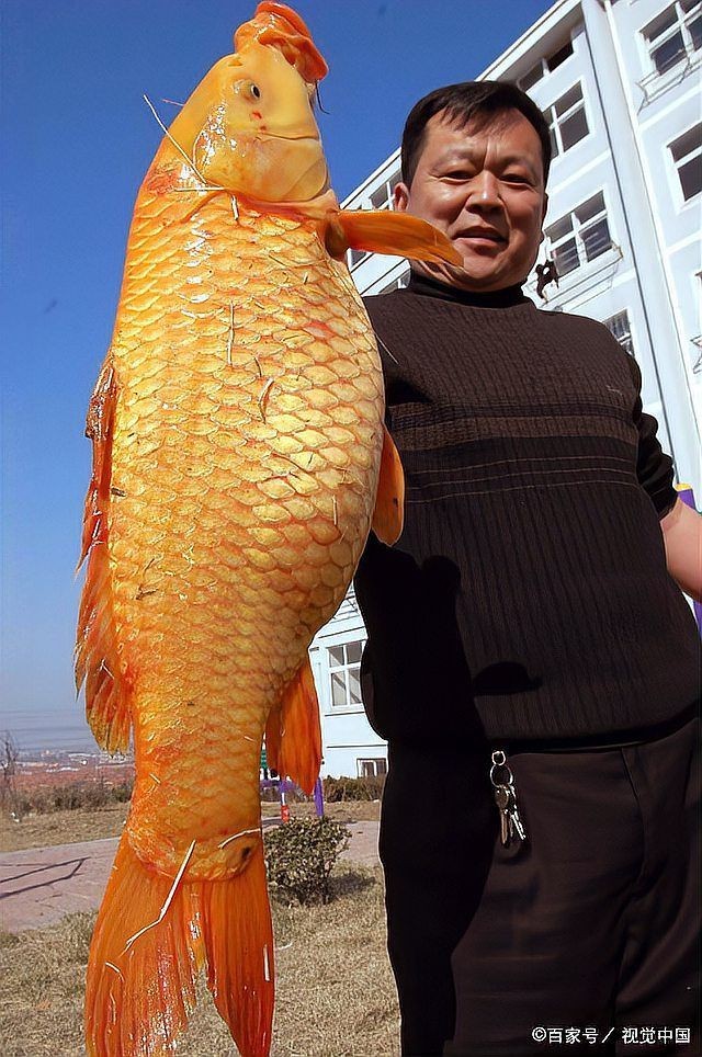 錦鯉是鯽魚(yú)還是鯉魚(yú)|《錦鯉是鯽魚(yú)還是鯉魚(yú)》錦鯉與鯽魚(yú)錦鯉的區(qū)別有哪些