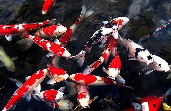 錦鯉是鯽魚還是鯉魚|《錦鯉是鯽魚還是鯉魚》錦鯉與鯽魚錦鯉的區別有哪些