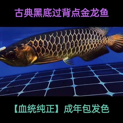 金頭過背金龍魚20公分圖片對比|20公分金頭過背金龍魚的鑒別