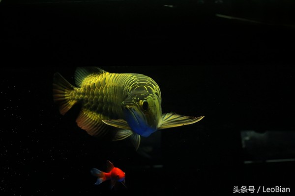 龍魚撞缸后多久會(huì)恢復(fù)？|龍魚撞缸后的恢復(fù)時(shí)長(zhǎng)問(wèn)題銀龍魚撞缸原因及解決方法詳解