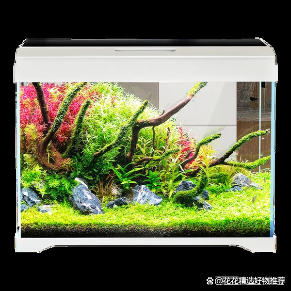 家庭魚缸種類大全|8款高性價比魚缸推薦，適合多場景使用