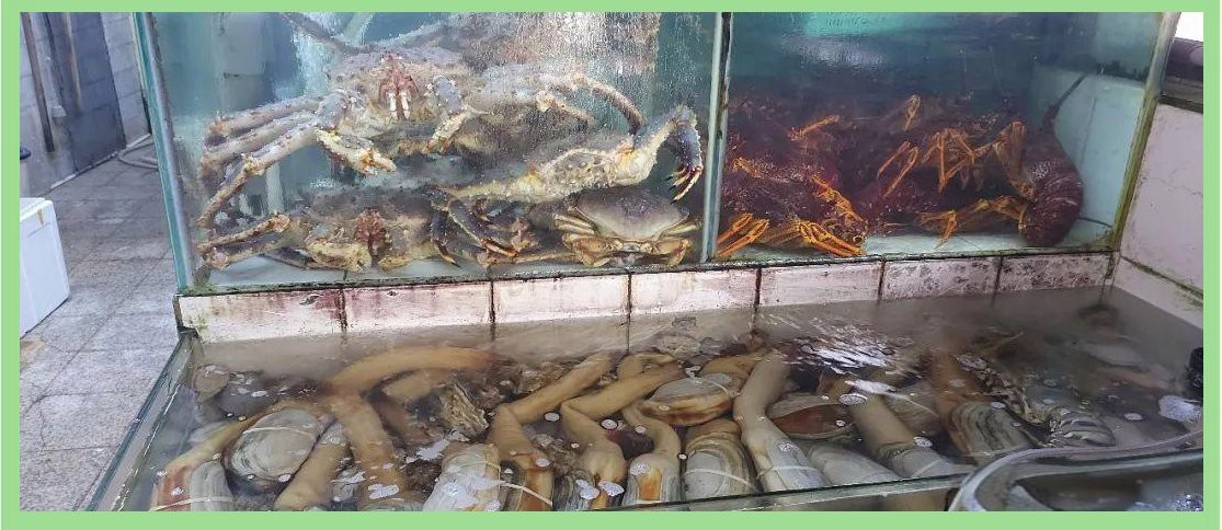 香港龍魚(yú)店|如何在香港選購(gòu)高品質(zhì)的龍魚(yú)